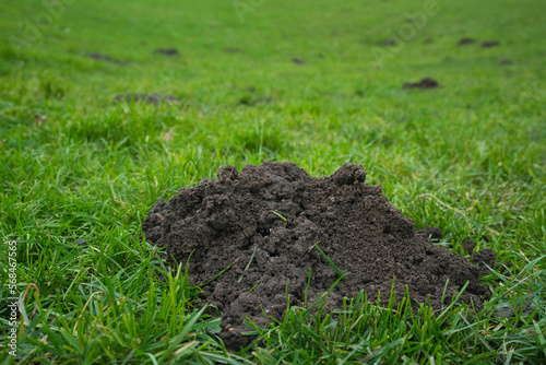 Talpidae freshness mole mound on a green lawn, damaged lawn by molehills closeup