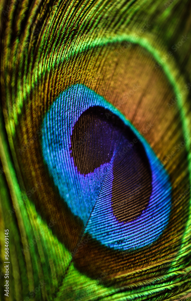 Naklejka premium peacock feather closeup