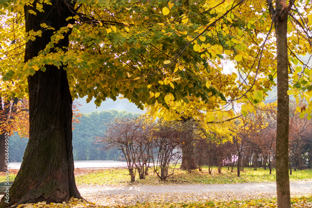 
Nature view on sunny day of park trees and autumn fallen yellow tree leaves