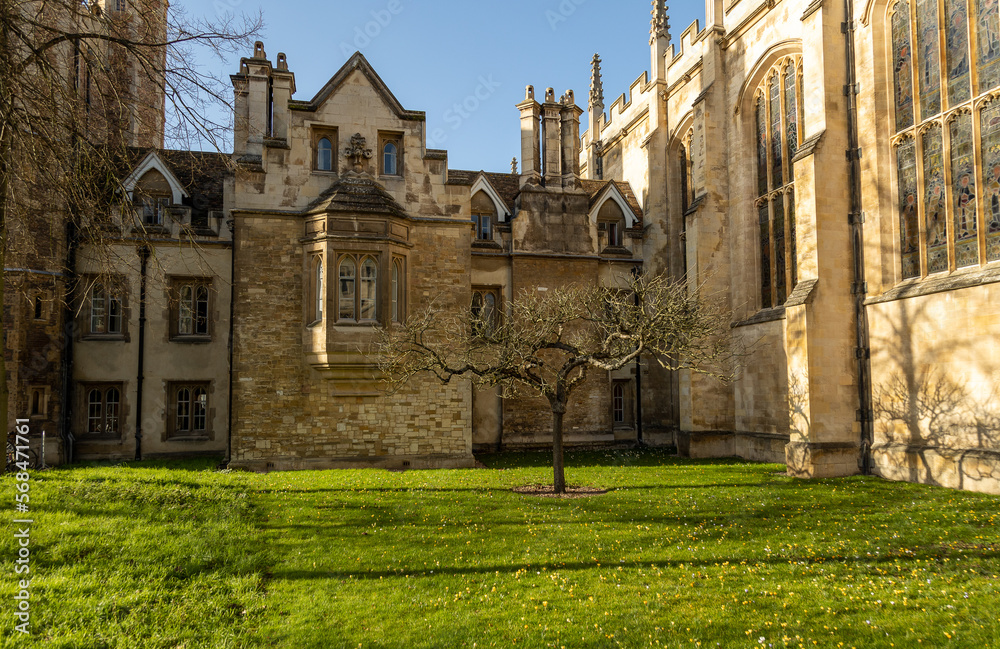 Fototapeta premium Sir Isaac Newton apple tree in the winter. Laws of gravity. Cambridge.