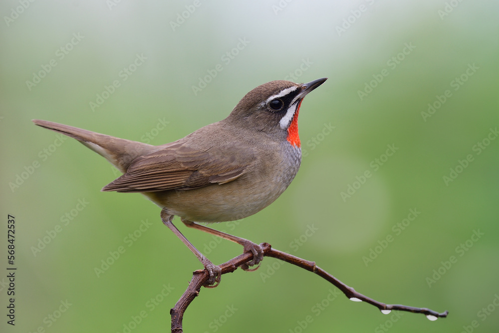 caught in the act with male of siberian rubythroat lovely stance on little branch caught in the act with male of siberian rubythroat lovely stance on little branch
