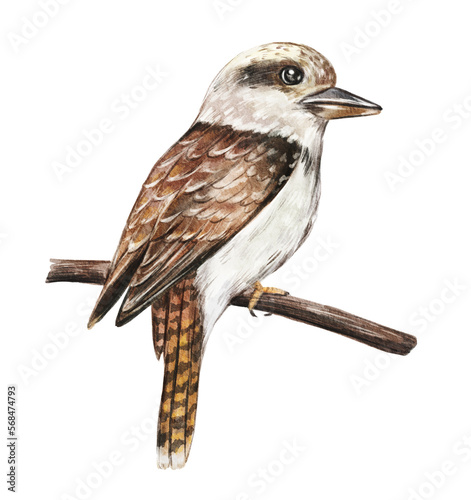 Hand drawn watercolor australian animals. Kookaburra illustration isolated on white background