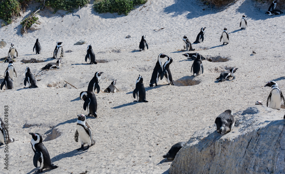 Fototapeta premium African penguins at Boulders Beach in Simons Town South Africa