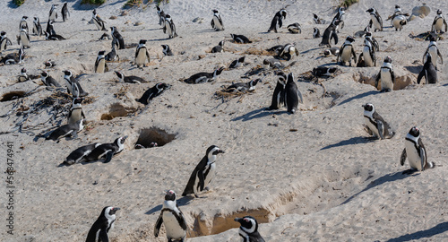 African penguins at Boulders Beach in Simons Town South Africa