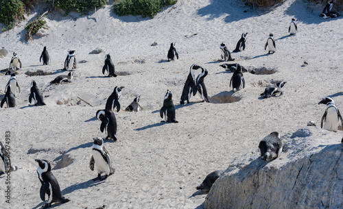 African penguins at Boulders Beach in Simons Town South Africa © Natascha