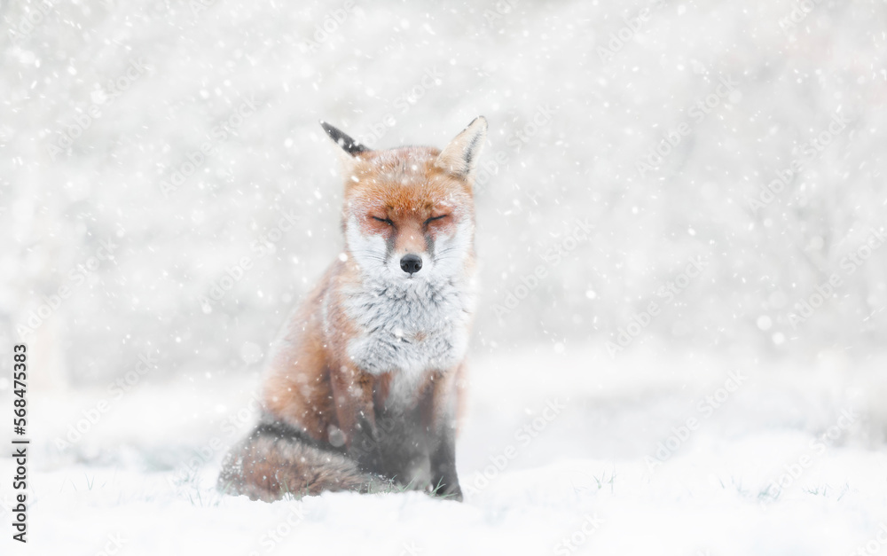 Close-up of a Red fox in the falling snow in winter Close-up of a Red fox in the falling snow in winter
