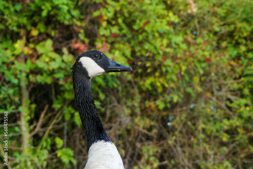 Close-up of a Canada goose. A black goose of the Anatidae family in the nature.