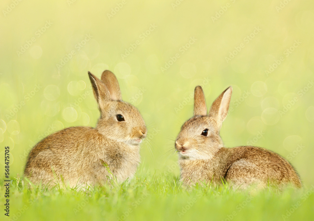 Fototapeta premium Close up of two cute little rabbits sitting in meadow