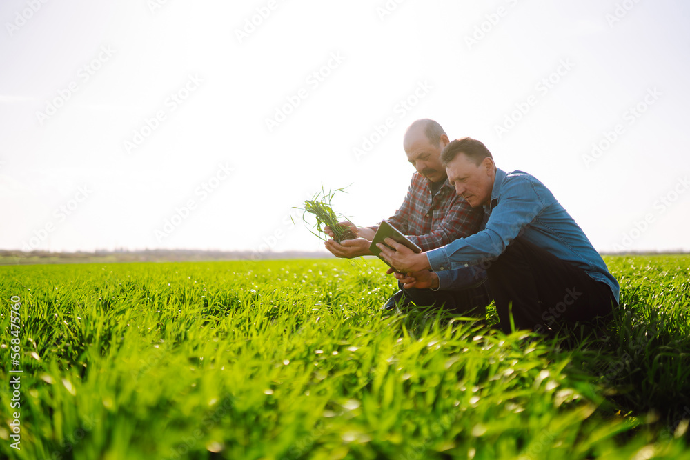 Young wheat sprout in the hands of a farmers. Green wheat growing in soil. Agriculture, gardening or ecology concept. Young wheat sprout in the hands of a farmers. Green wheat growing in soil. Agriculture, gardening or ecology concept.