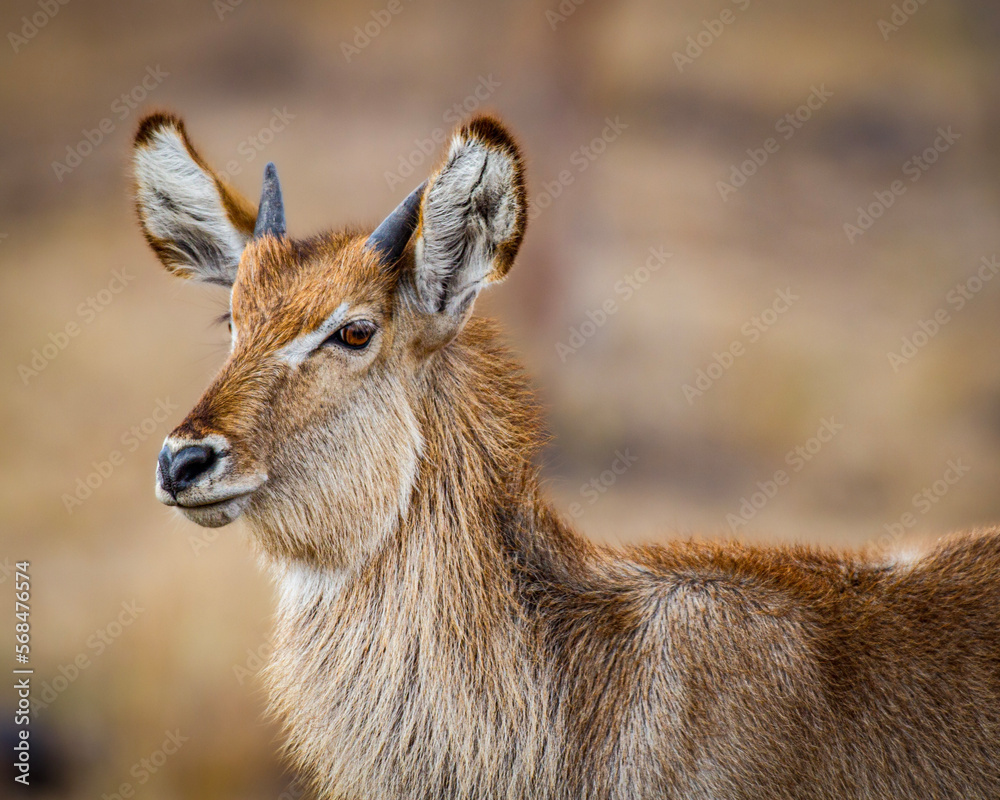 Young Waterbuck. East Coast National Park, South Africa