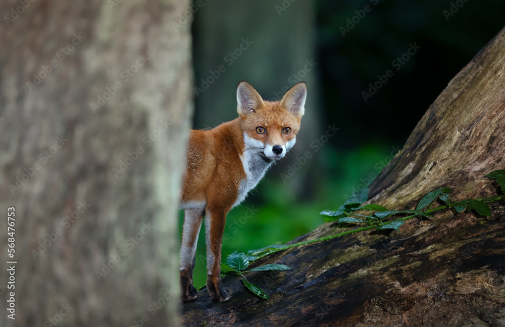Obraz premium Close up of red fox cub hiding behind a tree in a forest