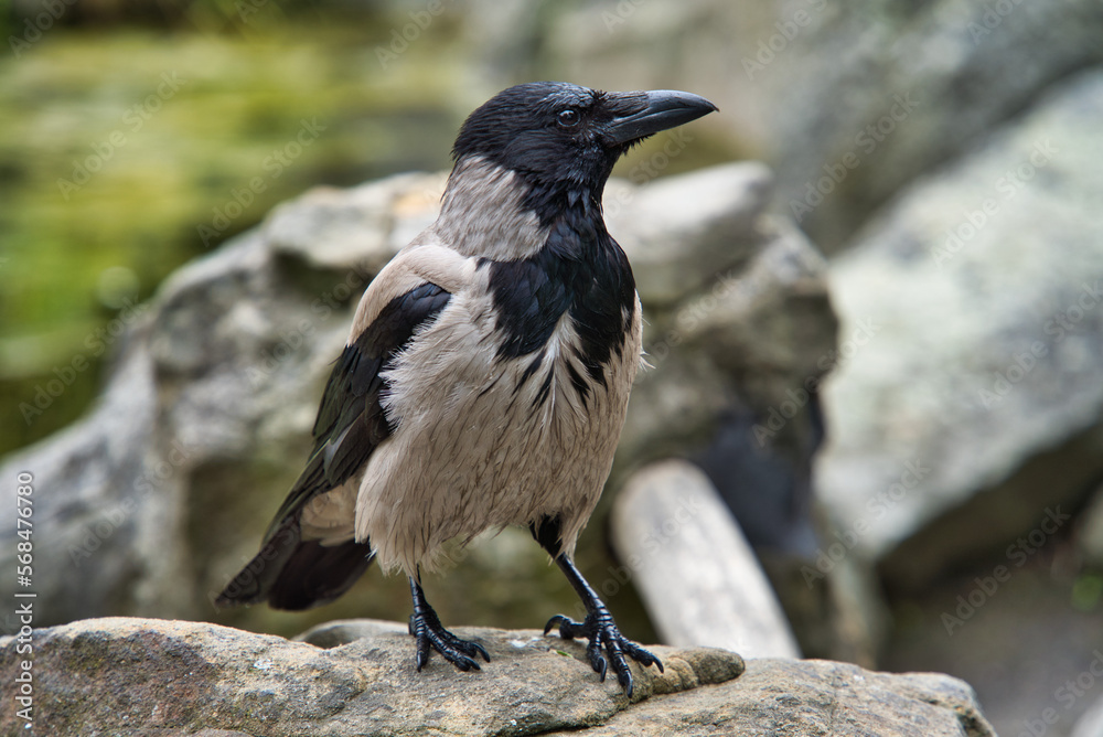 crow on the ground crow on the ground