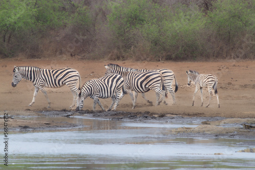 zebras herd by the watering hole