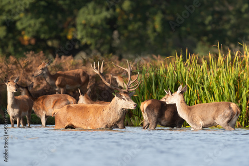 Fototapeta Naklejka Na Ścianę i Meble -  Red deer stag and a group of hinds standing in water