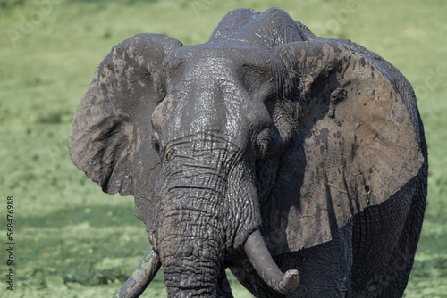 African Elephant  Kruger National Park  South Afroca