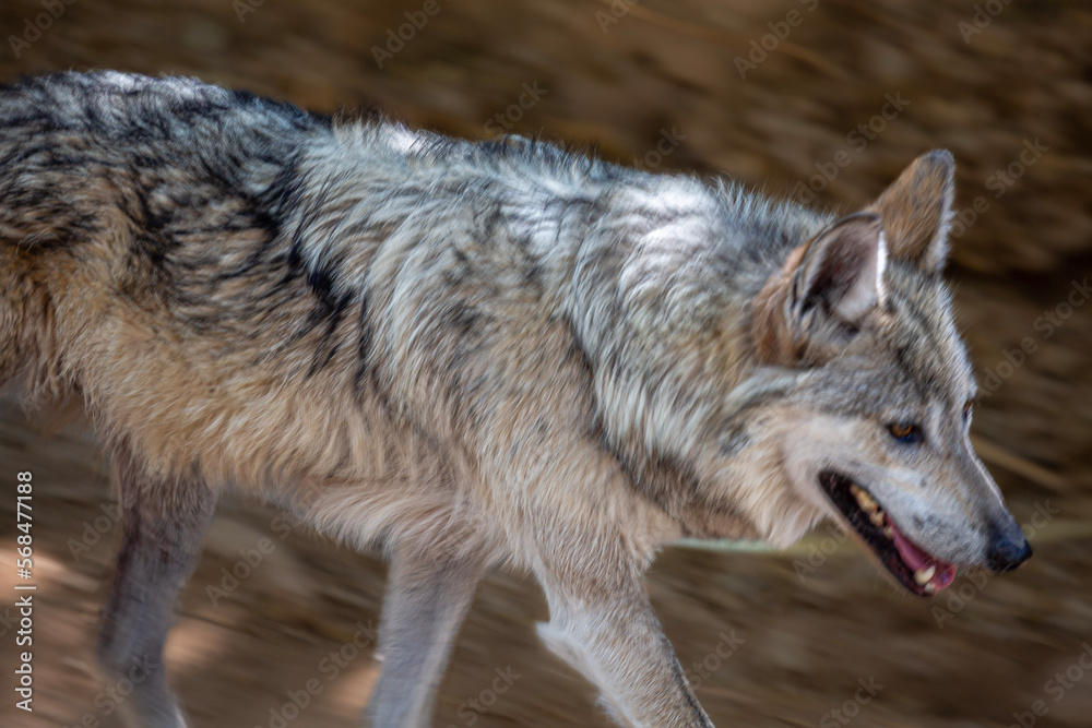 Fototapeta premium gray wolf Canis lupus in the Arizona desert