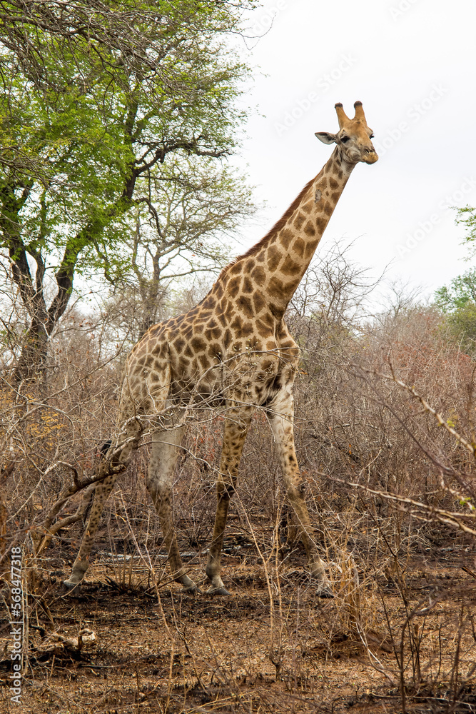 Obraz premium Giraffe in the savannah. South Africa