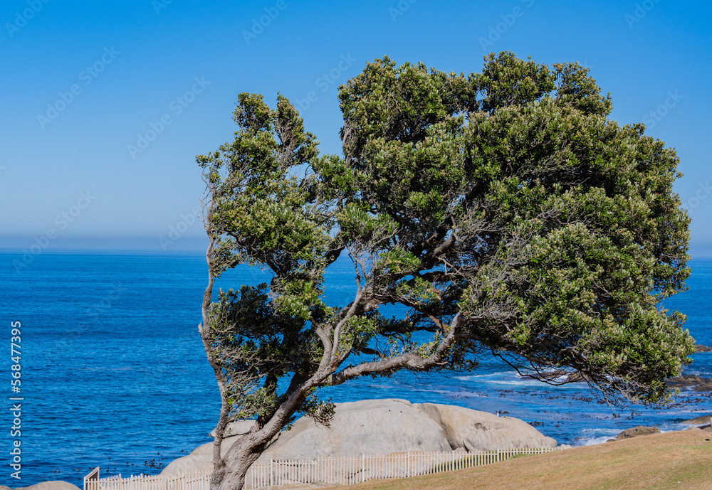 Fototapeta premium South Atlantic Coast near Cape Town South Africa