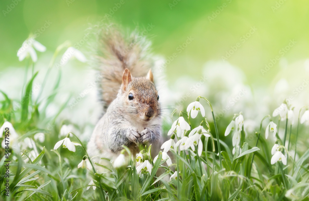 Fototapeta premium Close-up of a Grey Squirrel in snowdrops