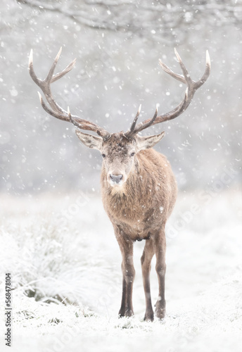 Portrait of a Red deer stag in winter