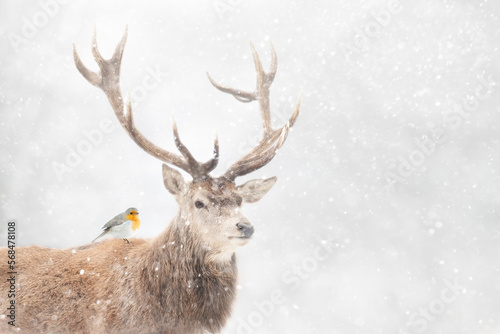 Portrait of a Red deer stag with a robin in winter