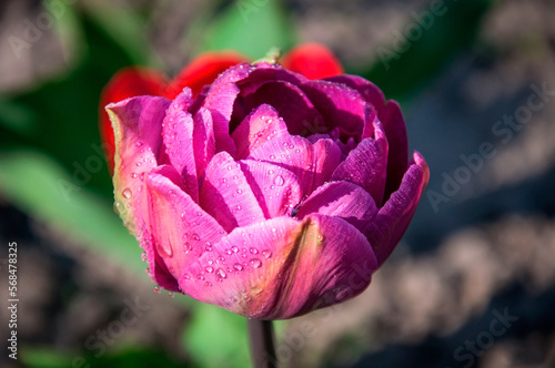 Wallpaper Mural Tulipa is a genus of perennial plants of the Lily family Torontodigital.ca