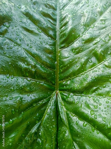 green leaf texture