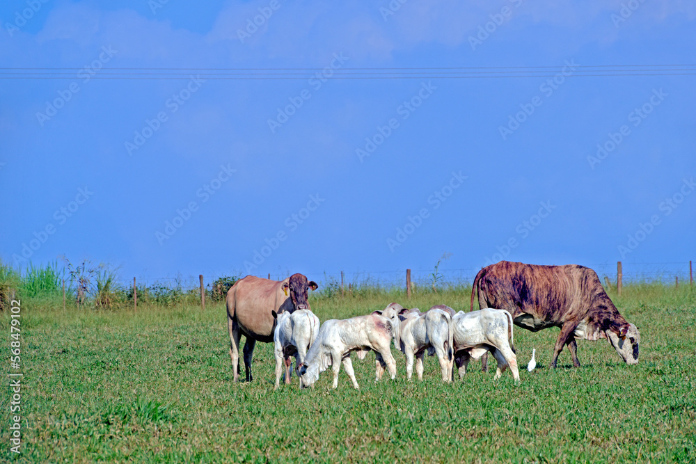 Fototapeta premium Rural landscape with cattle, grass and blue sky, in countryside of Brazil