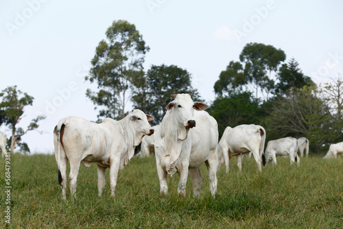 Nelore cow with calf in green pasture. Countryside of Brazil