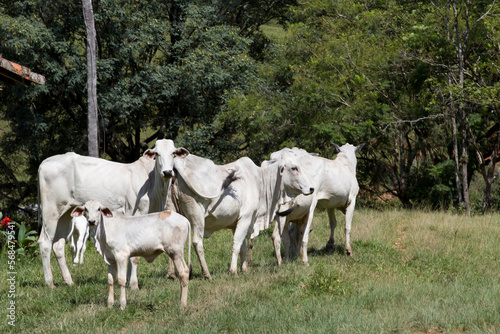 Nelore cattle with calf in green pasture. Countryside of Brazil