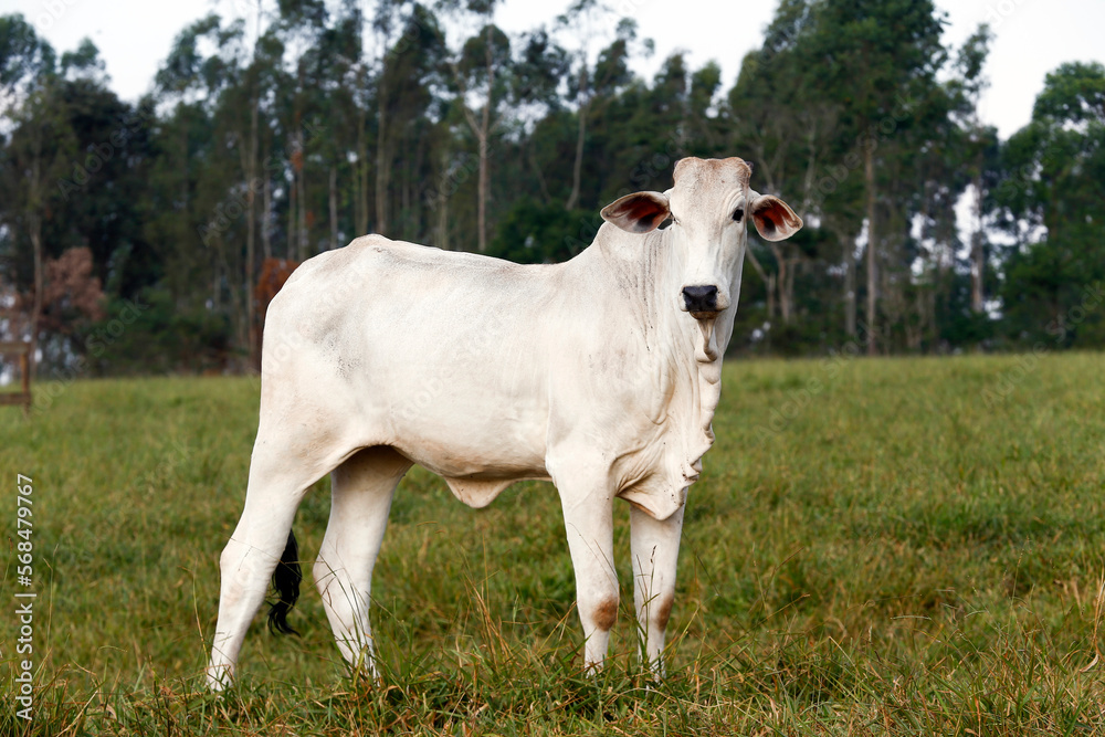 Nelore cattle in green pasture. Countryside of Brazil