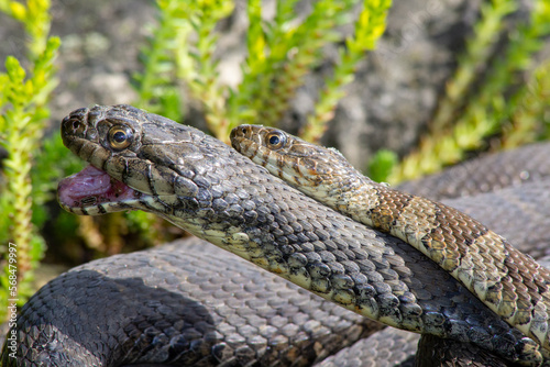 Close up of several rat snakes in the grass