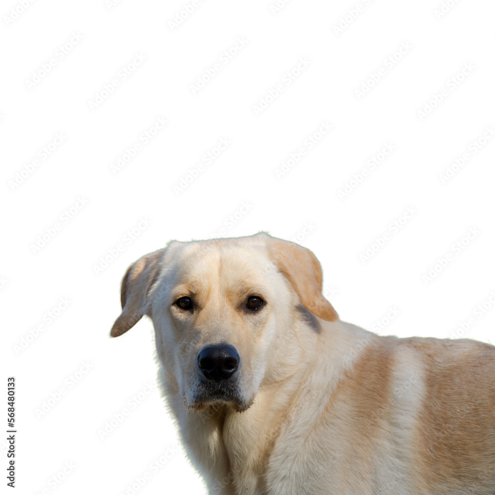 Portrait of the head of a cute golden labrador retriever looking astonished on a white background