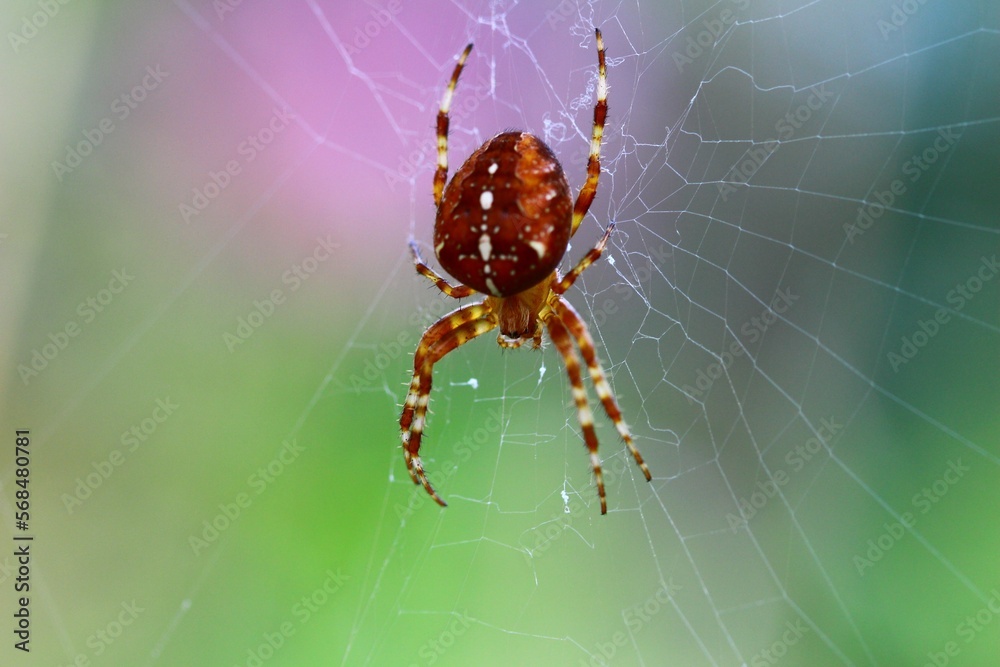 spider on web with blurred background
