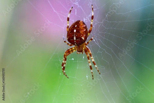 spider on web with blurred background