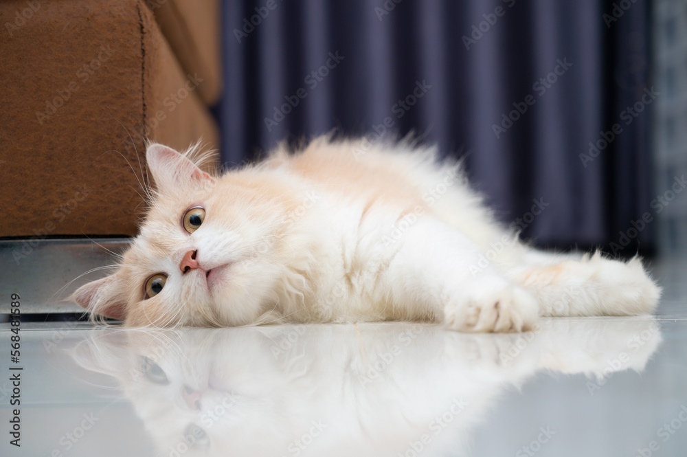 White and brown persian cat with a cute face.