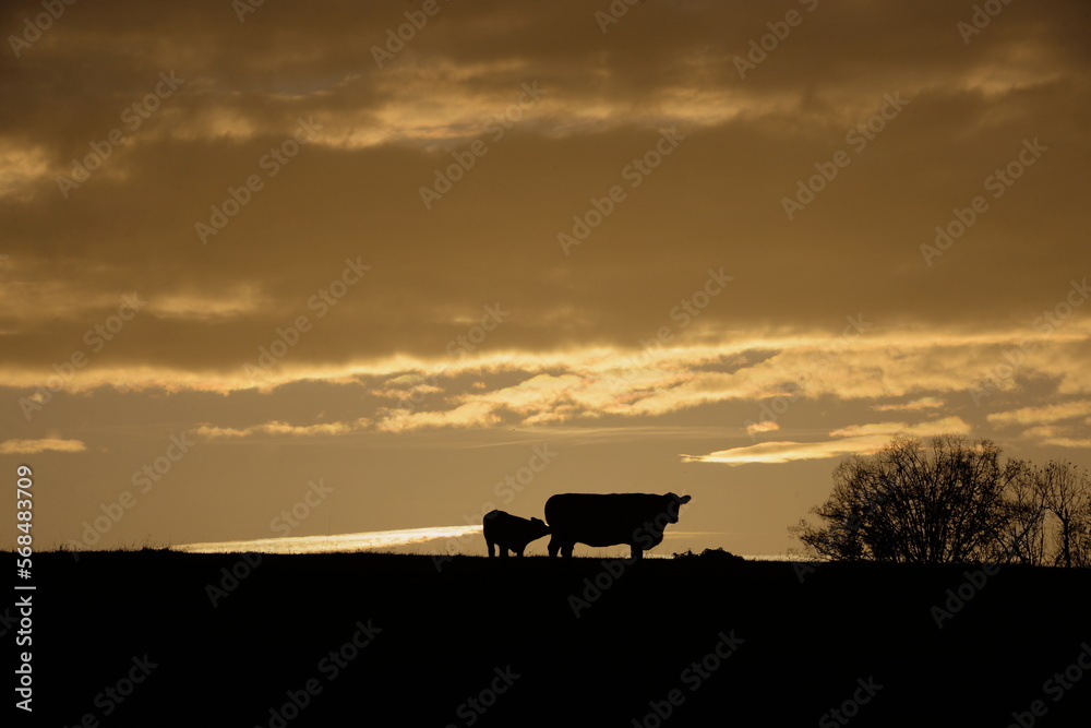 Kühe im Sonnenuntergang auf der Weide Kühe im Sonnenuntergang auf der Weide