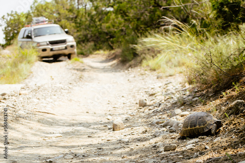 Tour 4wd vehicle in background drive on gravel road pass turtle in VAshlovani national park. Georgia travel destination. photo