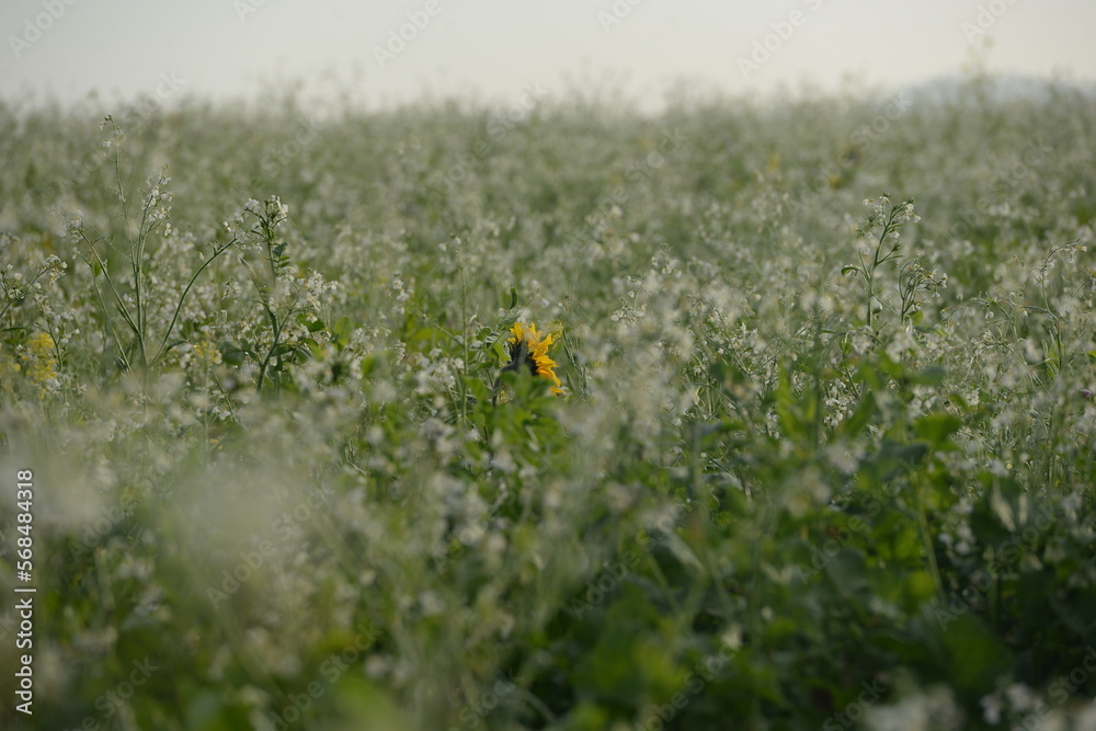 Obraz premium Sonnenblumen Blüte inmitten von Ölrettich im Morgenlicht