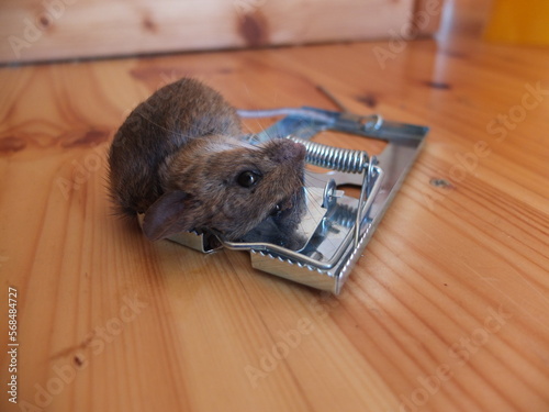 Dead mouse in a metal trap on the wooden floor