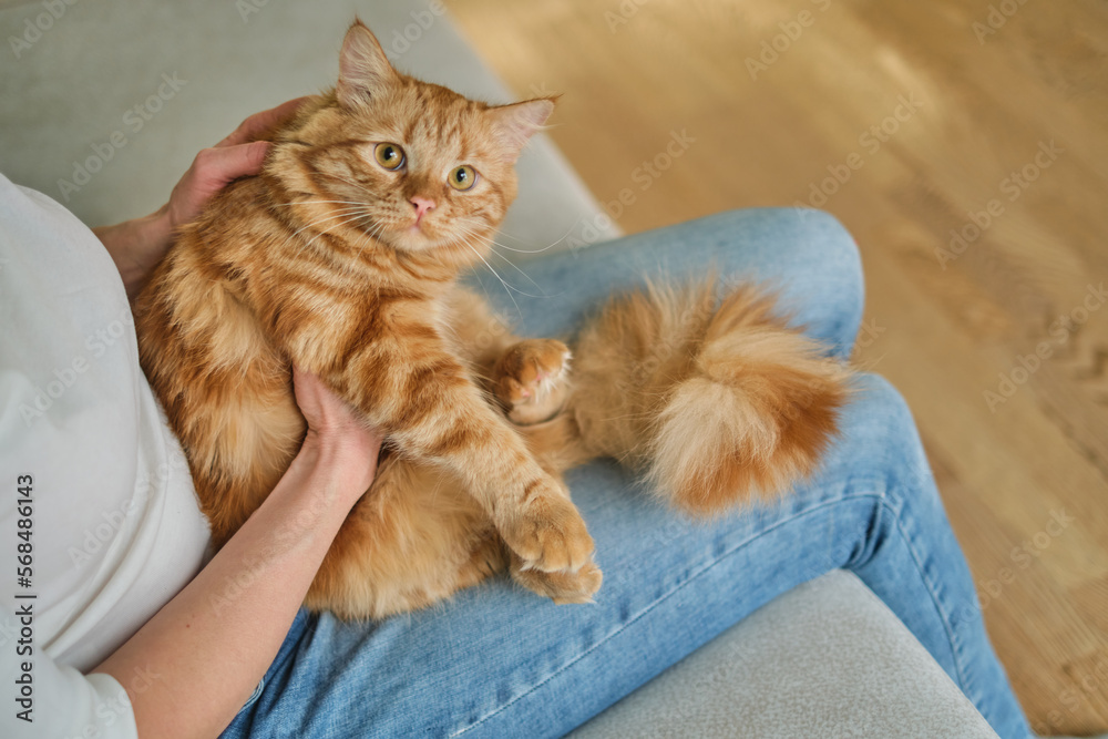 adorable ginger cat lying on knees. cute cat being hold by woman hands and lying on her knees. Domestic lifestyle