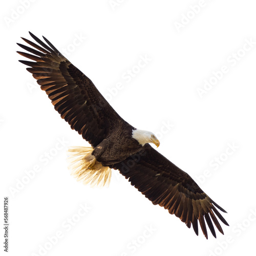 Bald eagle (Haliaeetus leucocephalus) flying, isolated on a transparent background. Transparent PNG file. 