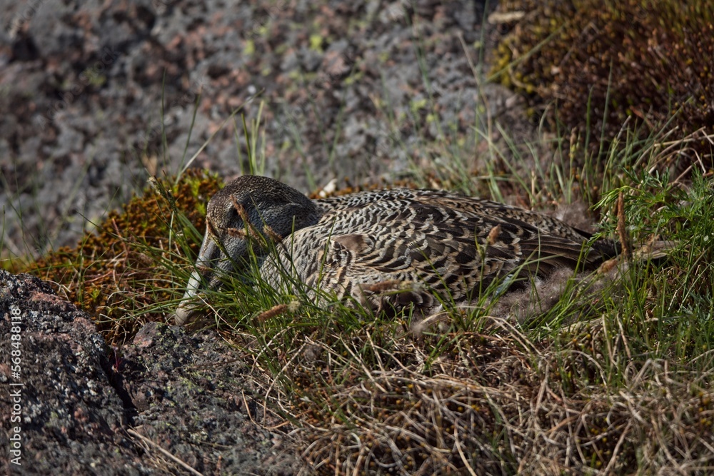 Common eider on eggs in nest surrounded with rocks on the island of Käärmesaari, Espoo, Finland. Common eider on eggs in nest surrounded with rocks on the island of Käärmesaari, Espoo, Finland.