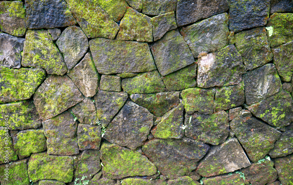 Fototapeta premium Green moss on the stone walls for natural background and wallpaper