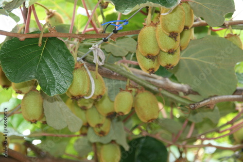 Kiwi - Farm - Anbau - Neuseeland