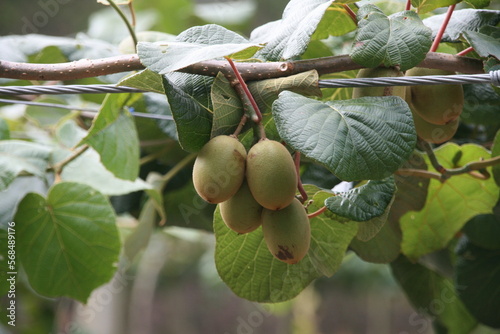 Kiwi - Farm - Anbau - Neuseeland