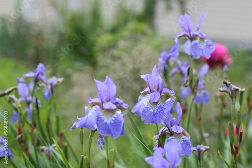 Lilac iris flowers in the garden.