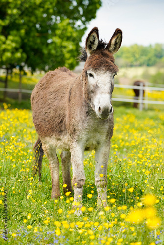brown donkey in field full of flowers and sunlight