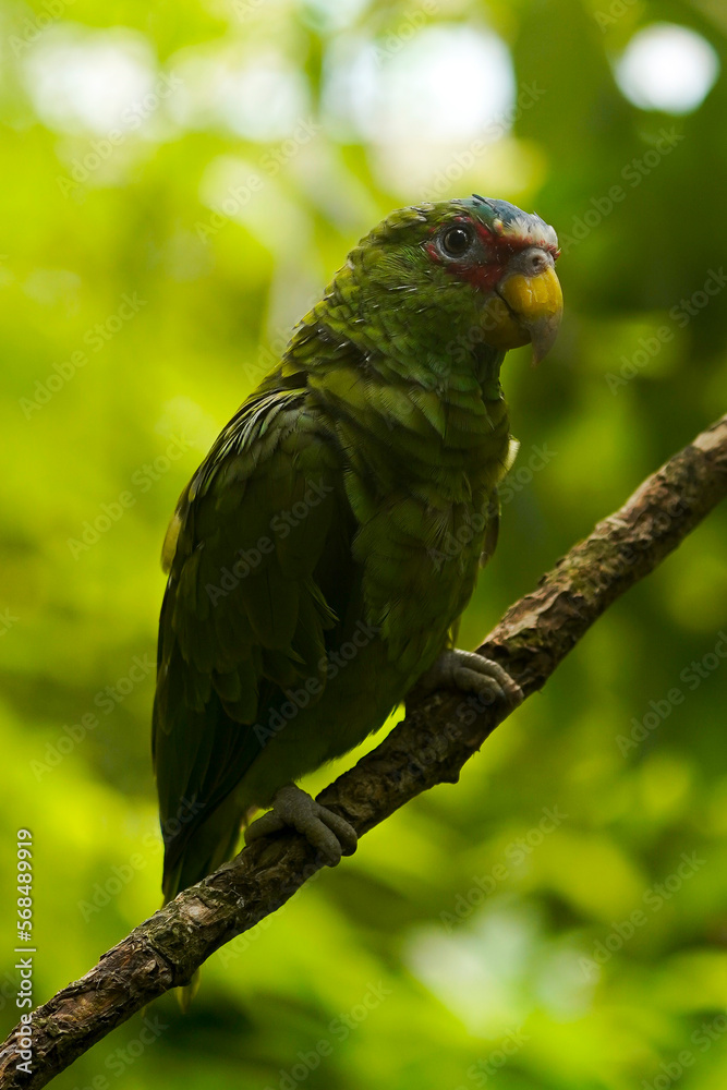 curious green parrot observing his parameter curious green parrot observing his parameter