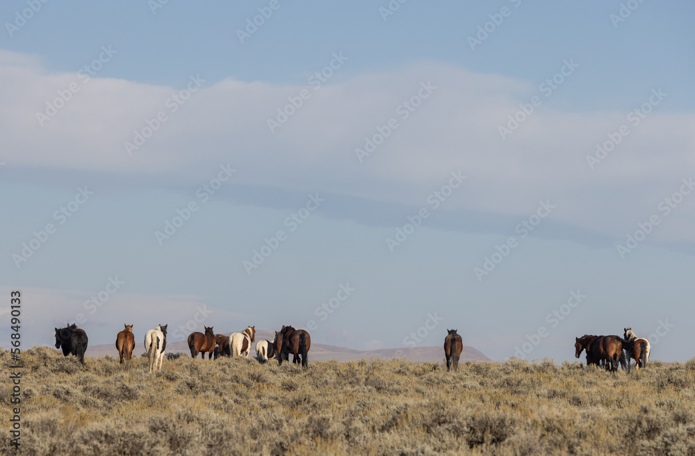 Obraz premium Wild Horses in Autumn in the Wyoming Desert